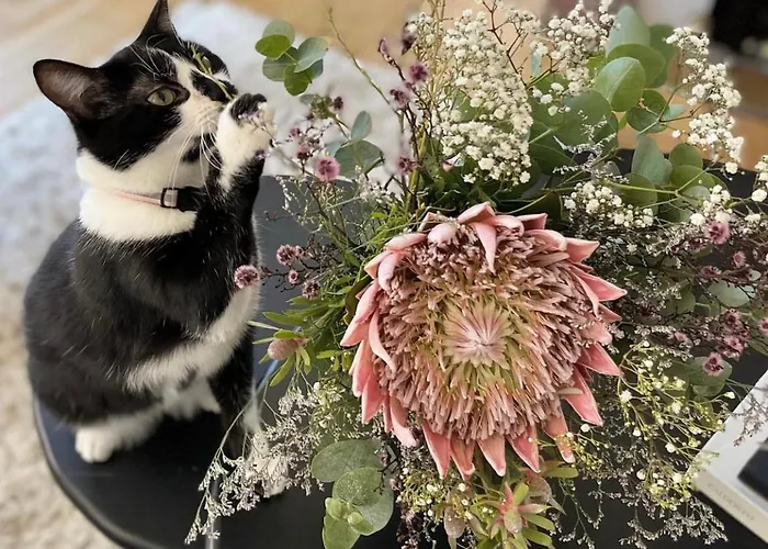 Bed & Breakfast La Maison De Reina